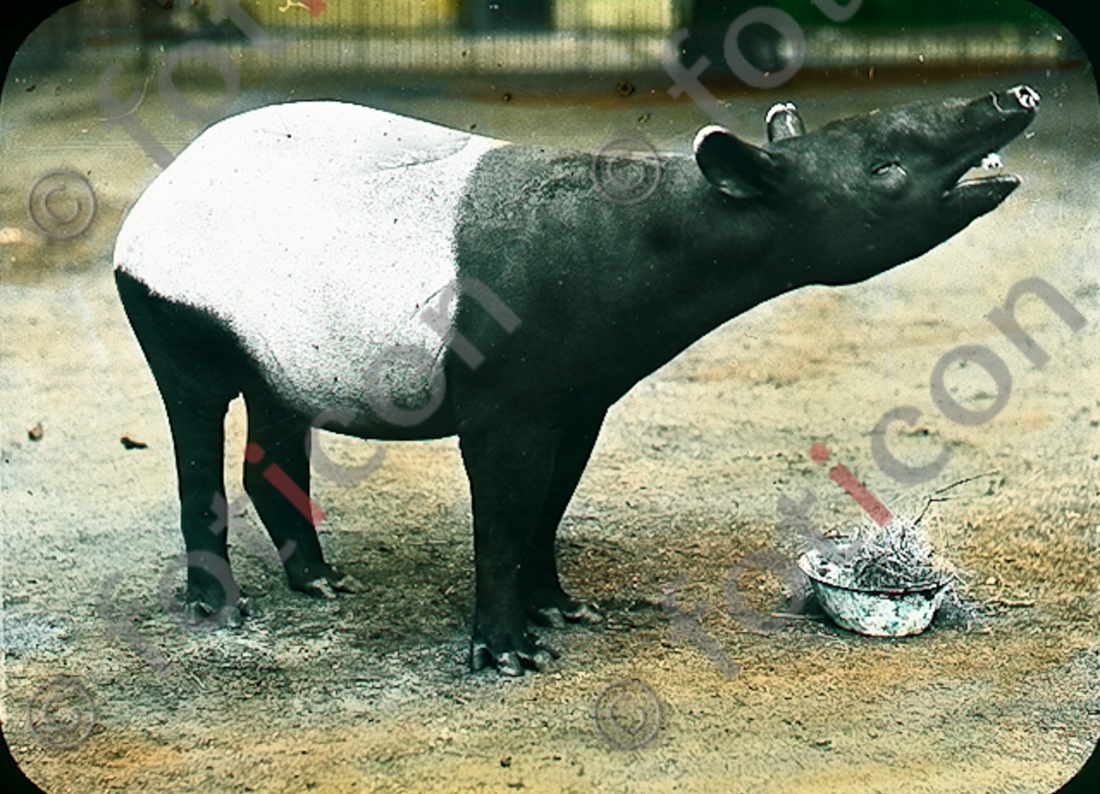 Tapir | Tapir (foticon-simon-167-019.jpg)